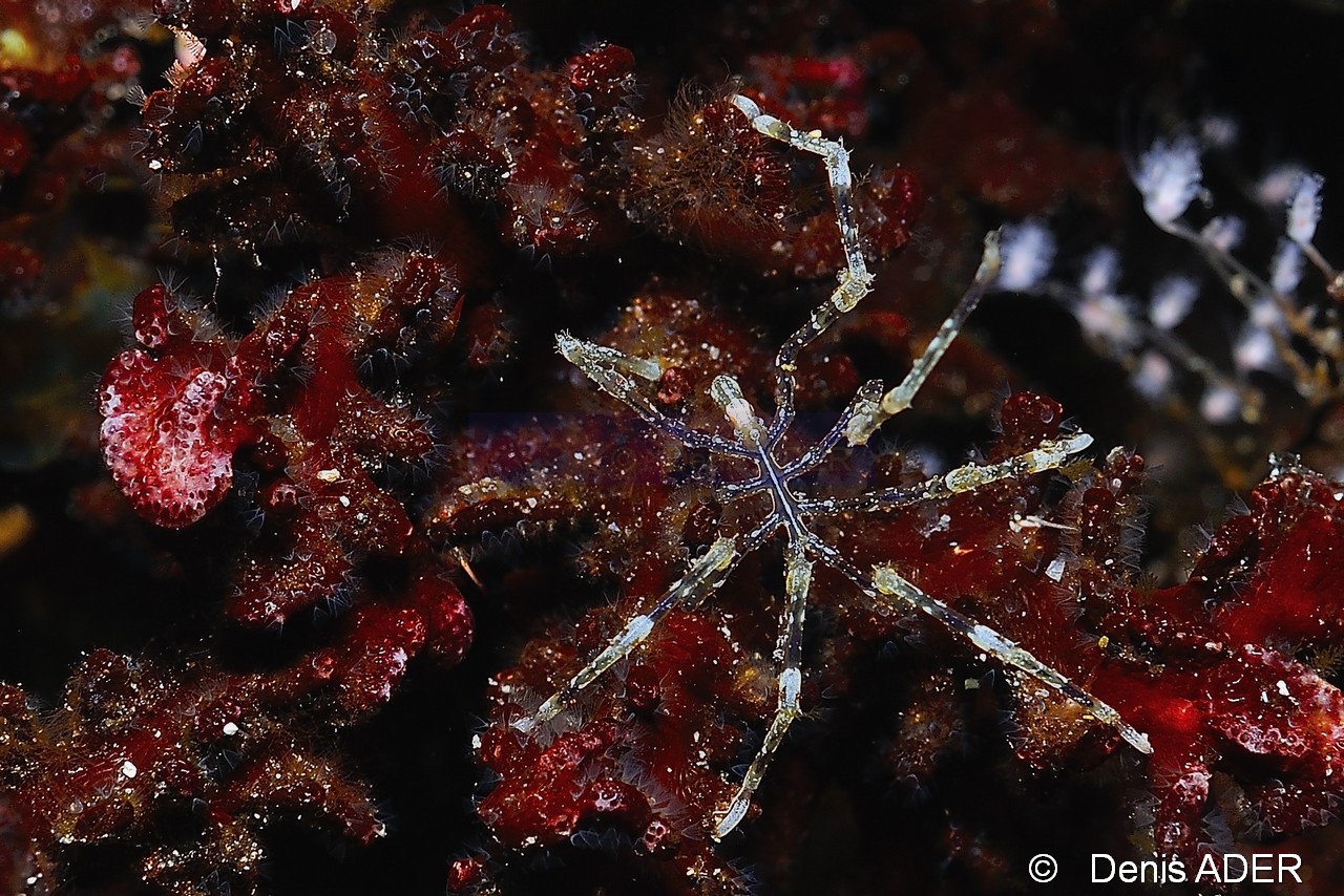 Nymphon sp-Cap Vert Mille poissons-5m-20150408-Denis-ADER-DSC_9941_tn.jpg
